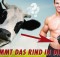 Comment la protéine de beef est produite