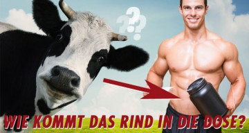 Comment la protéine de beef est produite